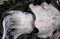 Picture of Cuttlefish, prepared