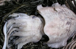 Picture of Cuttlefish, prepared