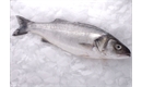 Picture of Whole Wild Sea Bass
