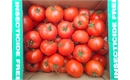Picture of Round Tomatoes