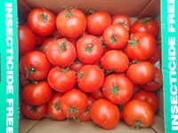 Picture of Round Tomatoes