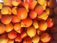 Picture of Kentish Apricots (Class 2)