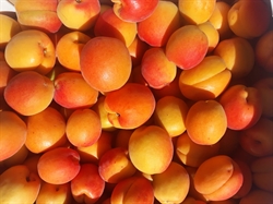 Picture of Kentish Apricots (Class 2)