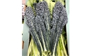 Picture of Cavolonero Kale