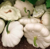 Picture of Custard White Patty Pan Squash