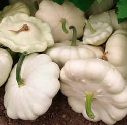 Picture of Custard White Patty Pan Squash