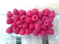 Picture of Herefordshire Raspberries