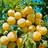 Oulins Golden Gages