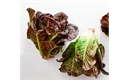 Picture of Red Little Gem Lettuce