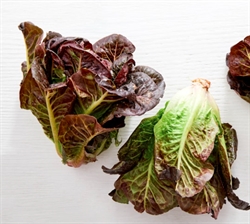 Picture of Red Little Gem Lettuce