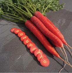 Picture of Red Sun Carrots, bunched