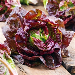 Picture of Marvel of Four Seasons Lettuce