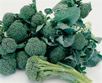 Picture of Sticolli Chinese Broccoli