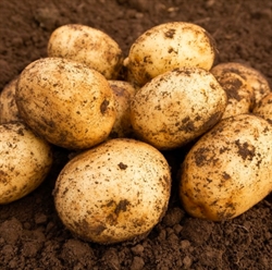 Picture of Harmony Potatoes