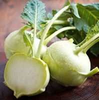 Picture of White Kohl Rabi