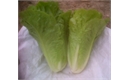 Picture of Cos Lettuce