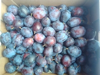 Picture of Laxton Cropper Plums