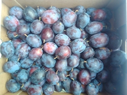 Picture of Laxton Cropper Plums