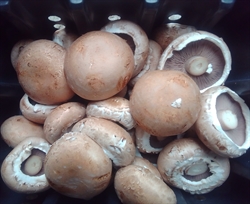 Picture of Brown Portobello Mushrooms