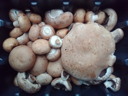 Picture of Capel Cooking Mushrooms