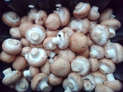 Picture of Paris Pink Chestnut Mushrooms