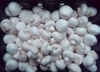 Picture of White Cup Mushrooms