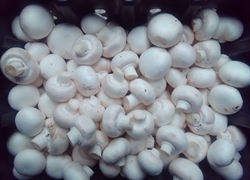 Picture of White Cup Mushrooms
