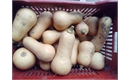 Picture of Butternut Squash