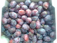 Picture of Herman Plums