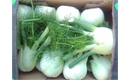 Picture of Fennel Bulb