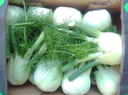 Picture of Fennel Bulb