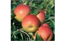 Picture of Laxton Superb Apples