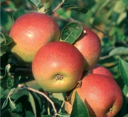 Picture of Laxton Superb Apples