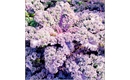 Picture of Pink & Green Kale