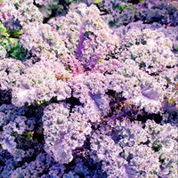 Picture of Pink & Green Kale