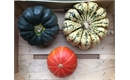 Picture of Mixed Squash Selection