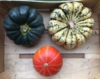 Picture of Mixed Squash Selection