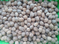 Picture of Kentish Walnuts in Shell