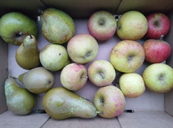 Picture of Spring Hard Fruit Box