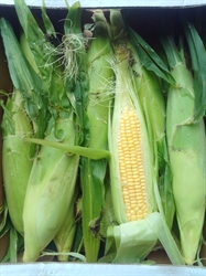 Picture of Small Sweetcorn