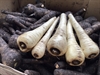 Picture of Parsnips