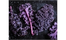 Picture of Red Curly Kale
