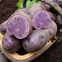 Picture of Blue Annelise Potatoes