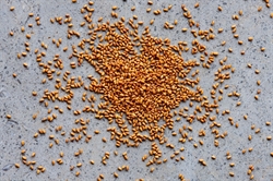 Picture of Camelina Seeds