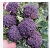 Picture of Big Headed Purple Sprouting Broccoli