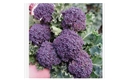 Picture of Big Headed Purple Sprouting Broccoli