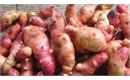 Picture of Pink Fir Potatoes