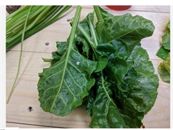 Picture of Fresh Sea Beet