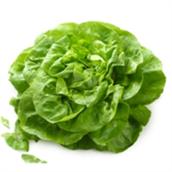 Picture of Butterhead Lettuce
