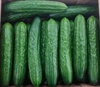 Picture of Arreton Speciality Cucumber